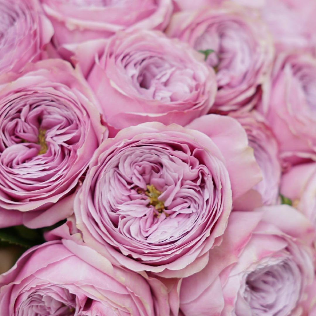 バラ苗　切りバラ苗　pe♡ny kiss Rose