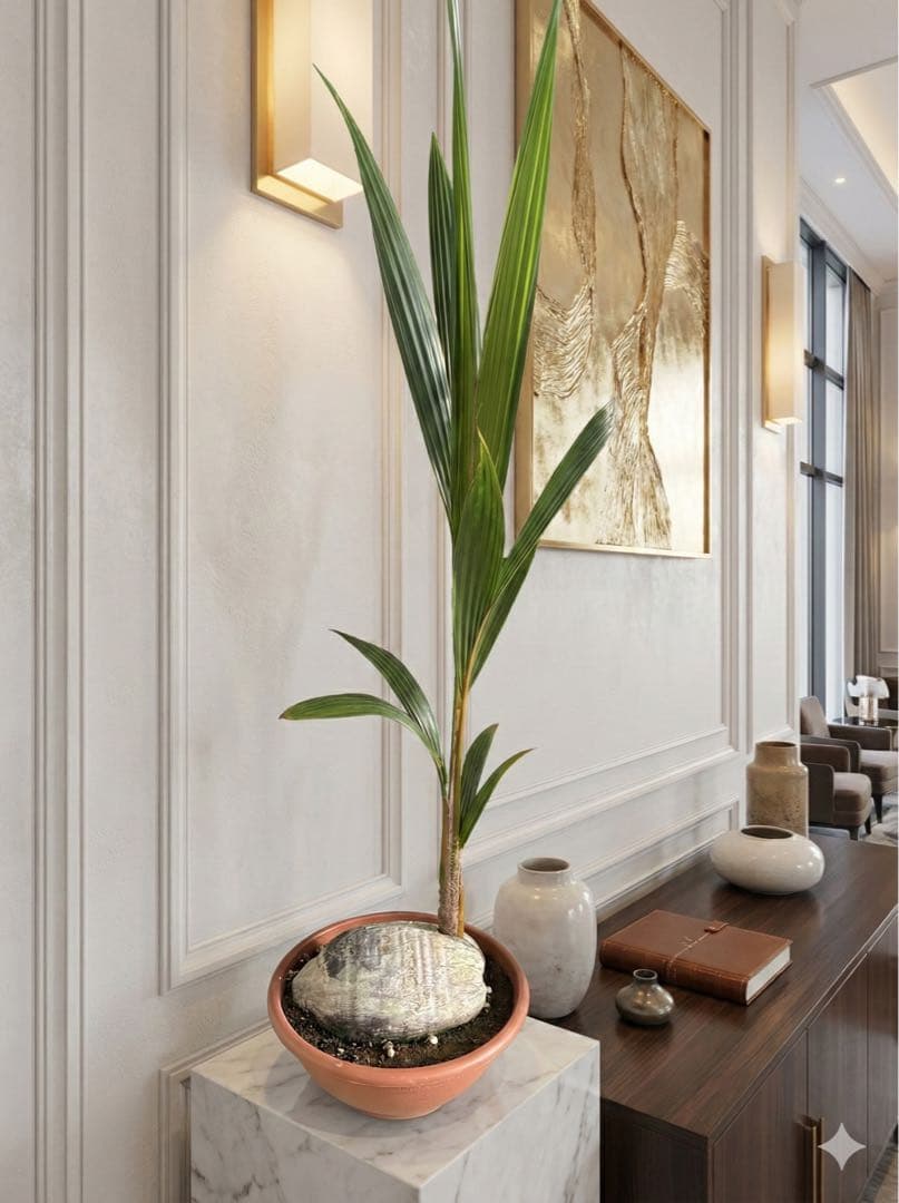 レア⭐︎実付き椰子の実 オレンジ陶器鉢