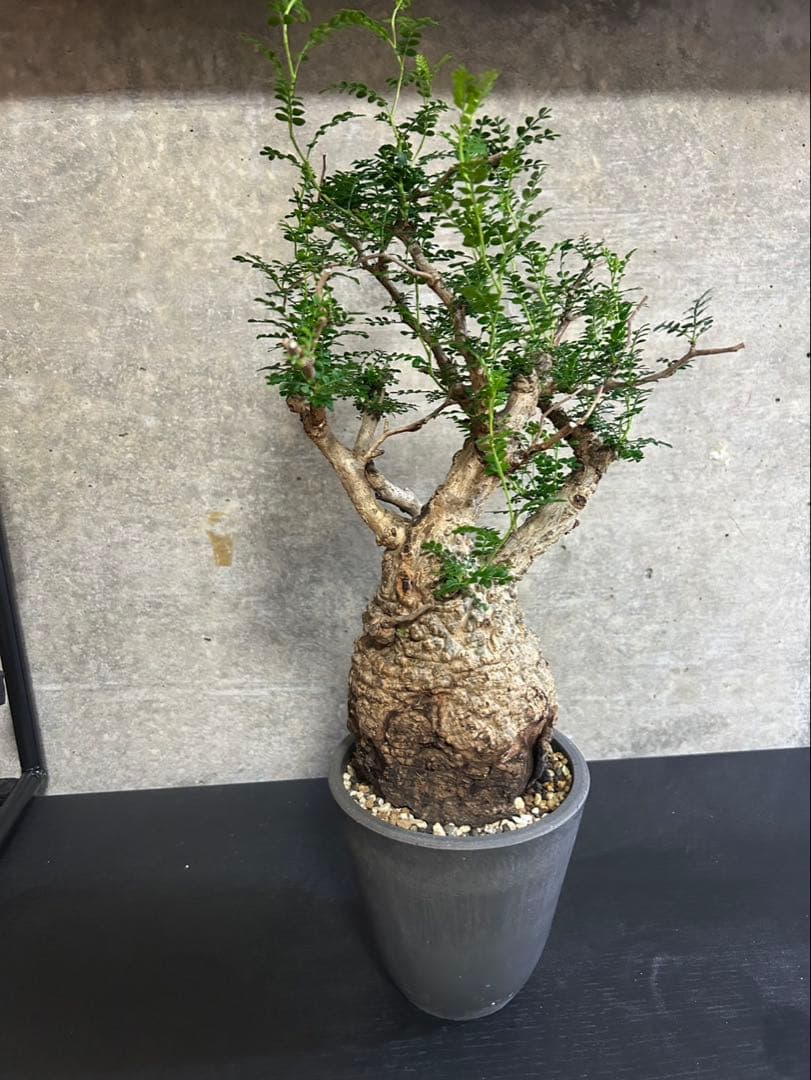 オペルクリカリア　パキプス　発根済　現地球　パキプス