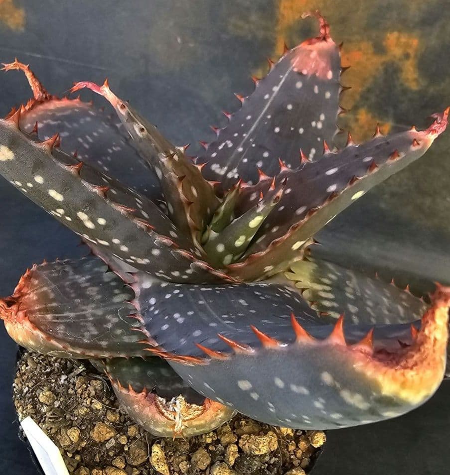 メルカリ便発送&ロウルサンコさんラベル付き☆アロエ マクラータ