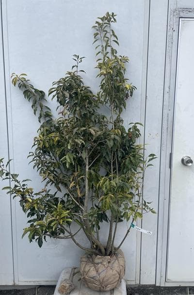 《現品》ソヨゴ　株立ち(雄雌株・オスメス株)　樹高1.5ｍ（根鉢含まず）592