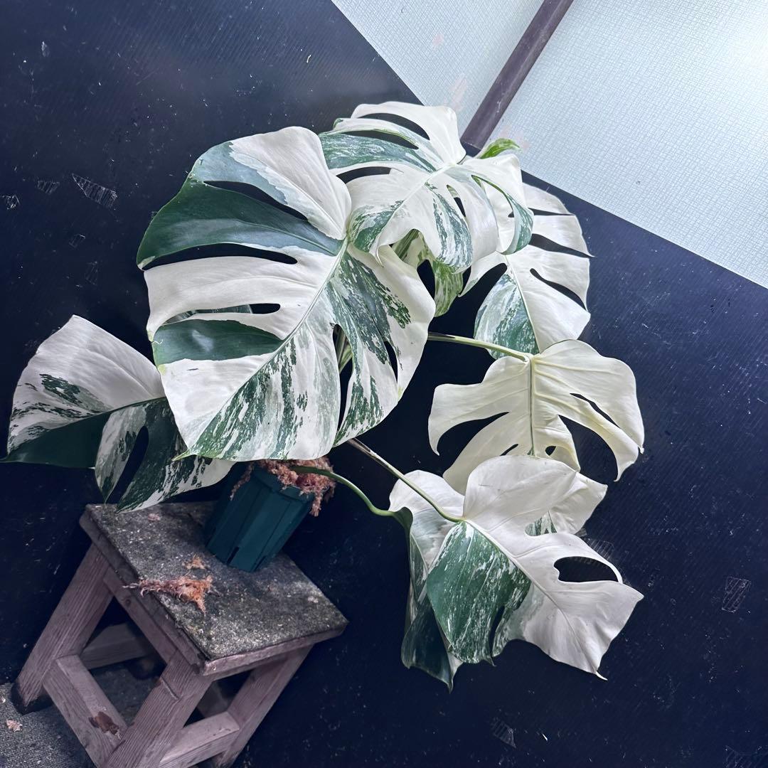 ば*ん様 斑入りモンステラ ホワイトタイガー極美大株64cm白斑多