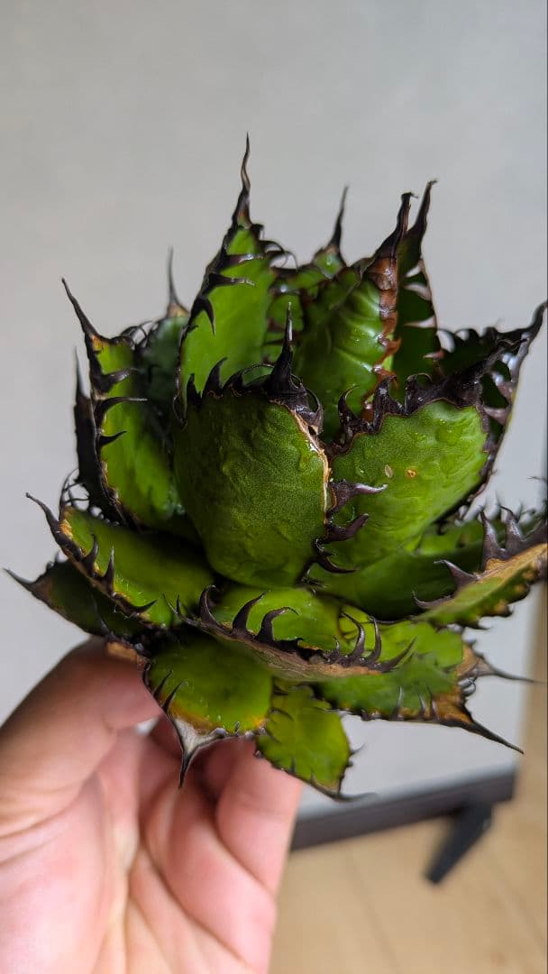 【超選抜】アガベ　ホリダ　短葉　強棘　陽炎①　検チタノタ　オテロイ　実生　現地球