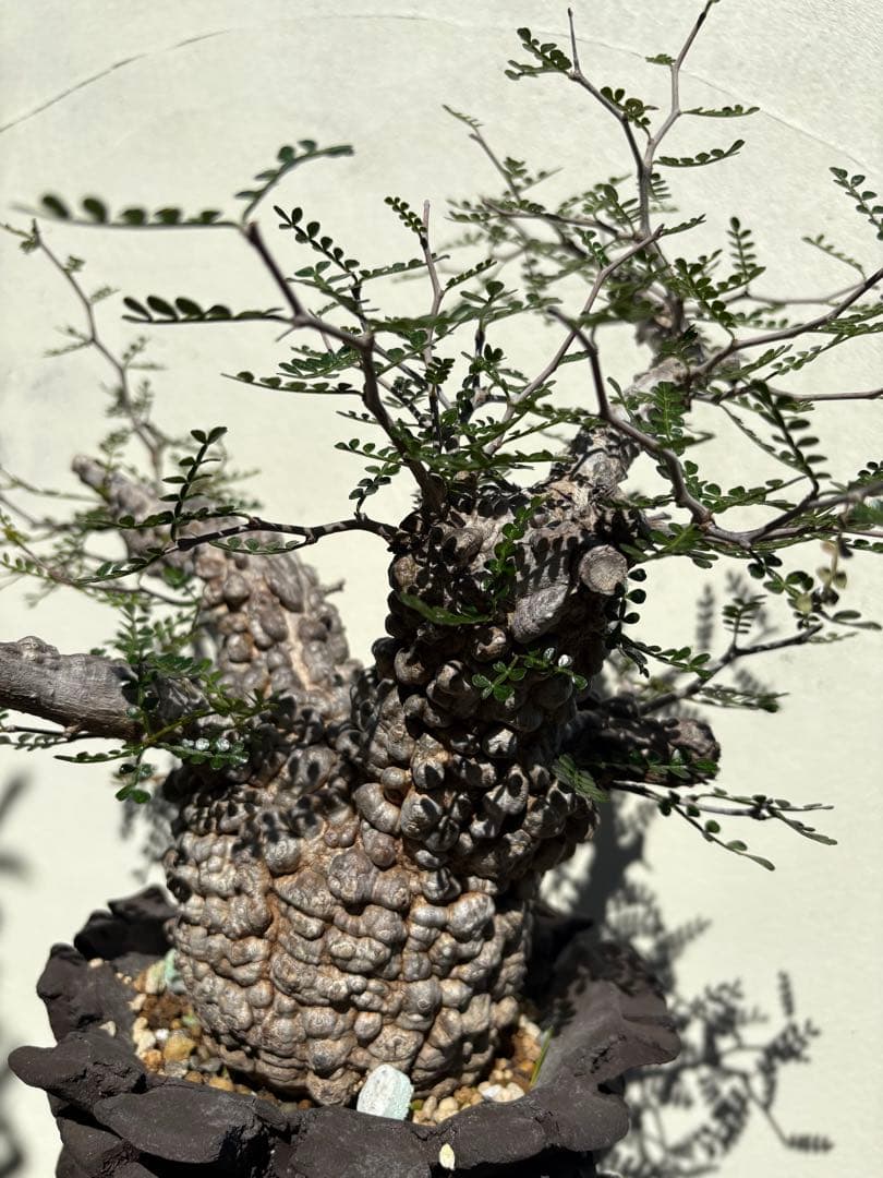 ボコ肌！オペルクリカリア パキプス 現地株 pachypus