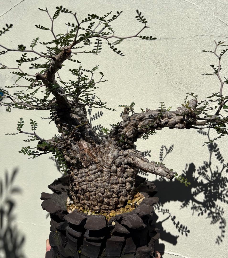 ボコ肌！オペルクリカリア パキプス 現地株 pachypus