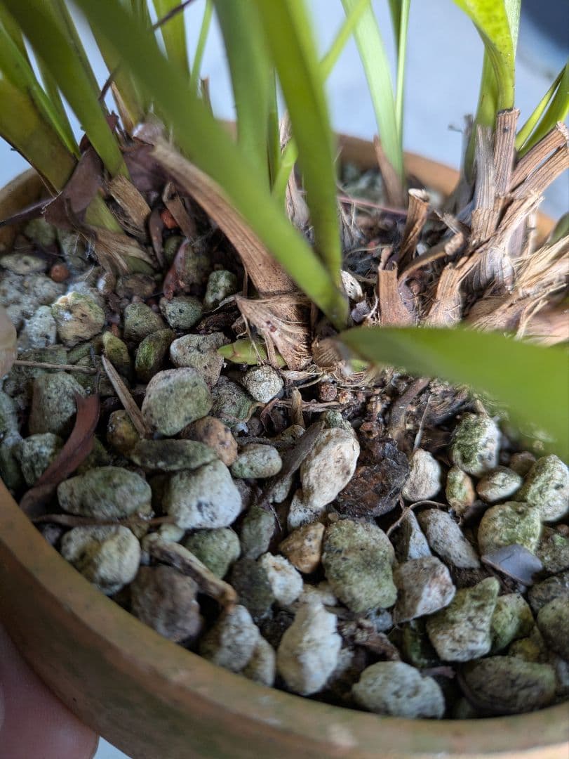 キンリョウヘン　白花　３鉢　日本蜜蜂　誘引