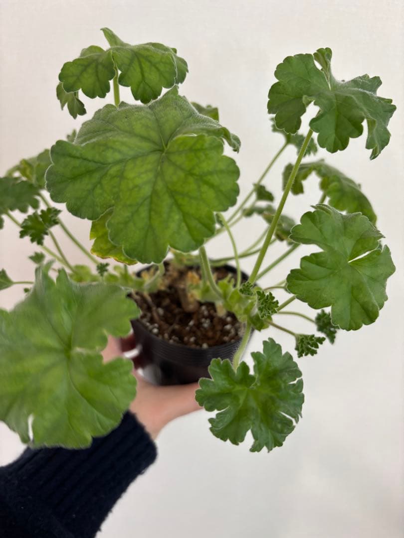 希少品種ゼラニウム　珍しいゼラニウム　レア品種ゼラニウムECO02