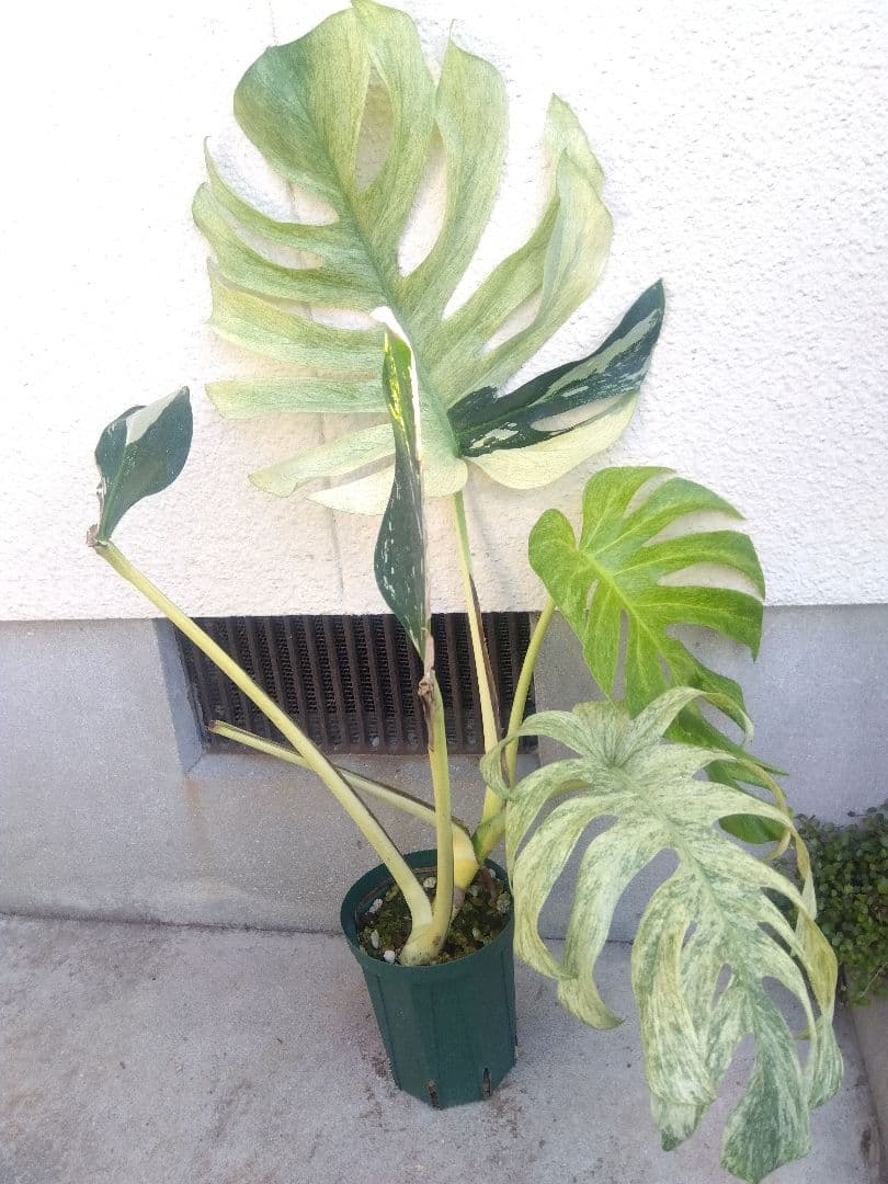 モンステラ　ボルシギアナ　ミント　５号鉢つき　超激斑❗幹まで真っ白❗