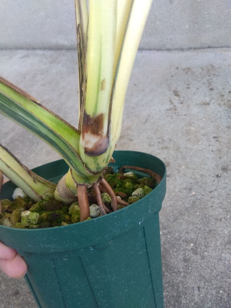 モンステラ　ボルシギアナ　ミント　５号鉢つき　超激斑❗幹まで真っ白❗