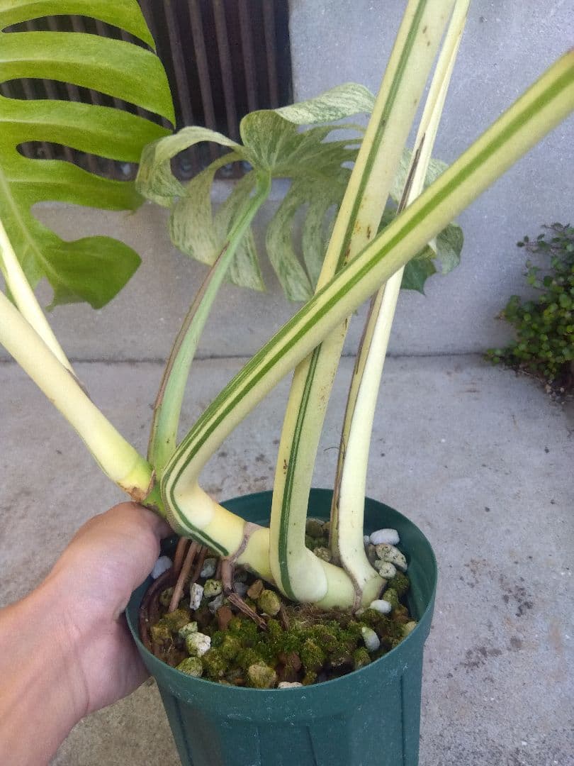 モンステラ　ボルシギアナ　ミント　５号鉢つき　超激斑❗幹まで真っ白❗