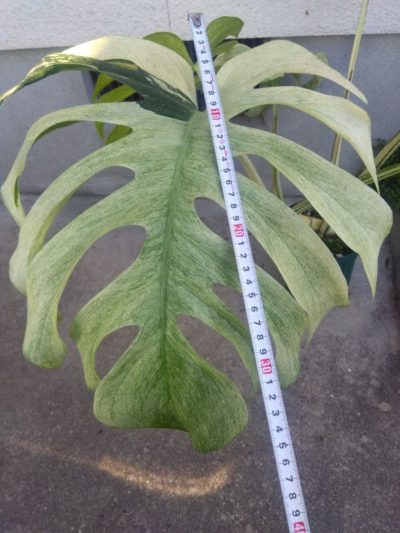 モンステラ　ボルシギアナ　ミント　５号鉢つき　超激斑❗幹まで真っ白❗