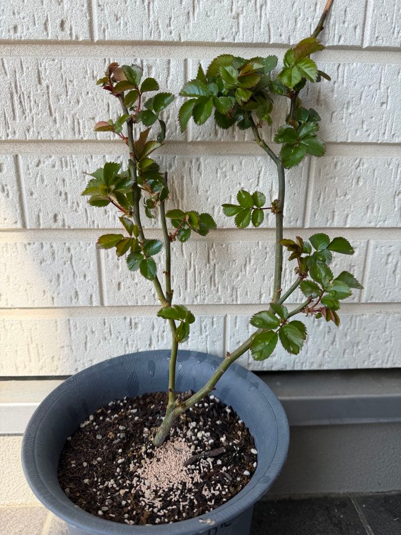 花 Pink'N Pretty Rose