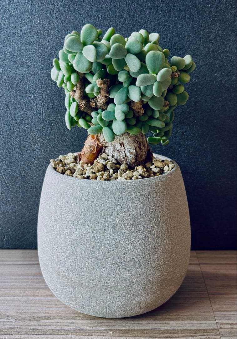 【現地球/鉢ごと】ケラリア ピグマエア (現地株)