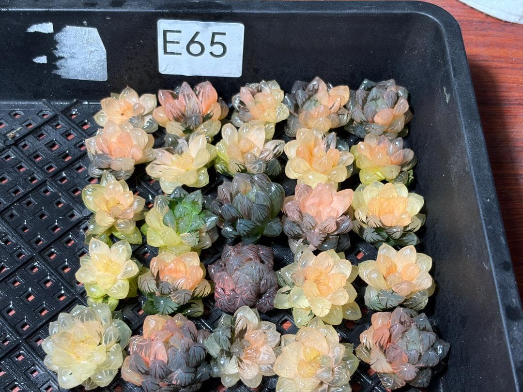 65 多肉植物 ハオルチア　オブツーサ錦 水中月錦 超美品 25株セット