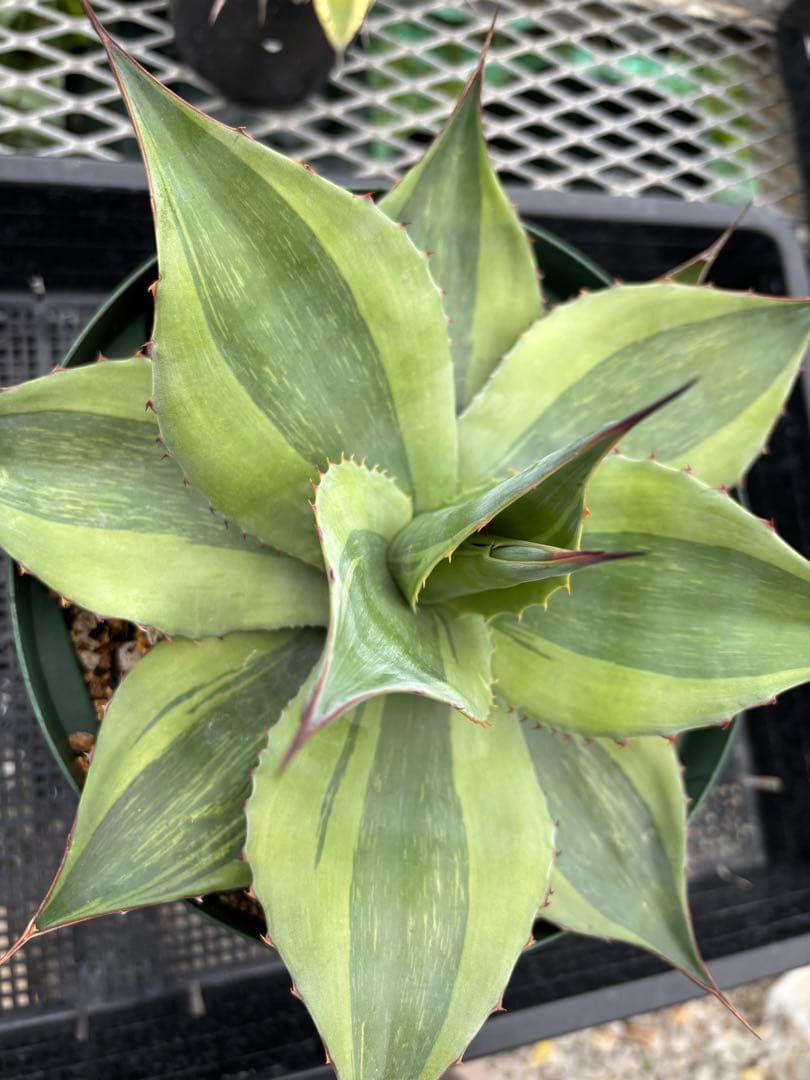 メルカリ便発送‼︎　オバティフォリア　キラー　7号鉢付き発送‼︎