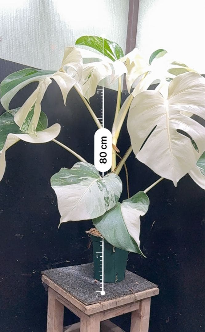 4*8様 モンステラ斑入りハーフムーンホワイトタイガー極美斑入り80cm