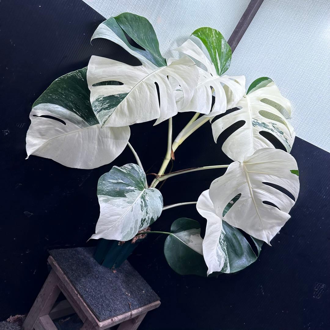 4*8様 モンステラ斑入りハーフムーンホワイトタイガー極美斑入り80cm