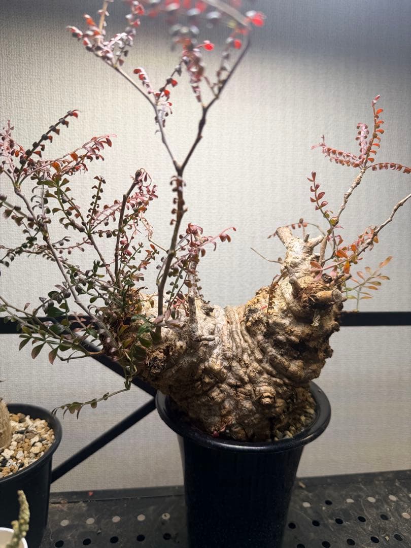 オペルクリカリア パキプス　現地株　現地球