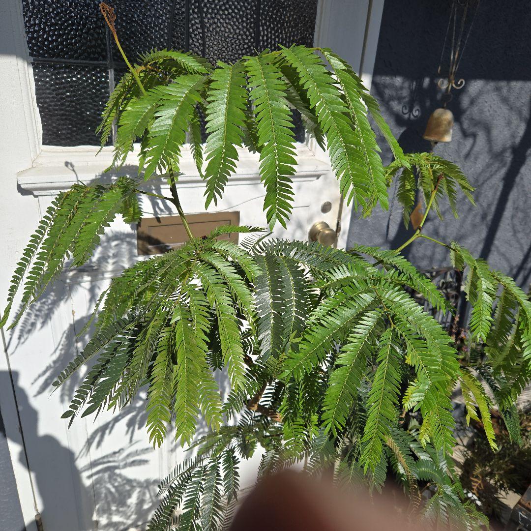 ①　エバーフレッシュ曲がり仕立て　10号　特大苗木最高等級極上品‼️