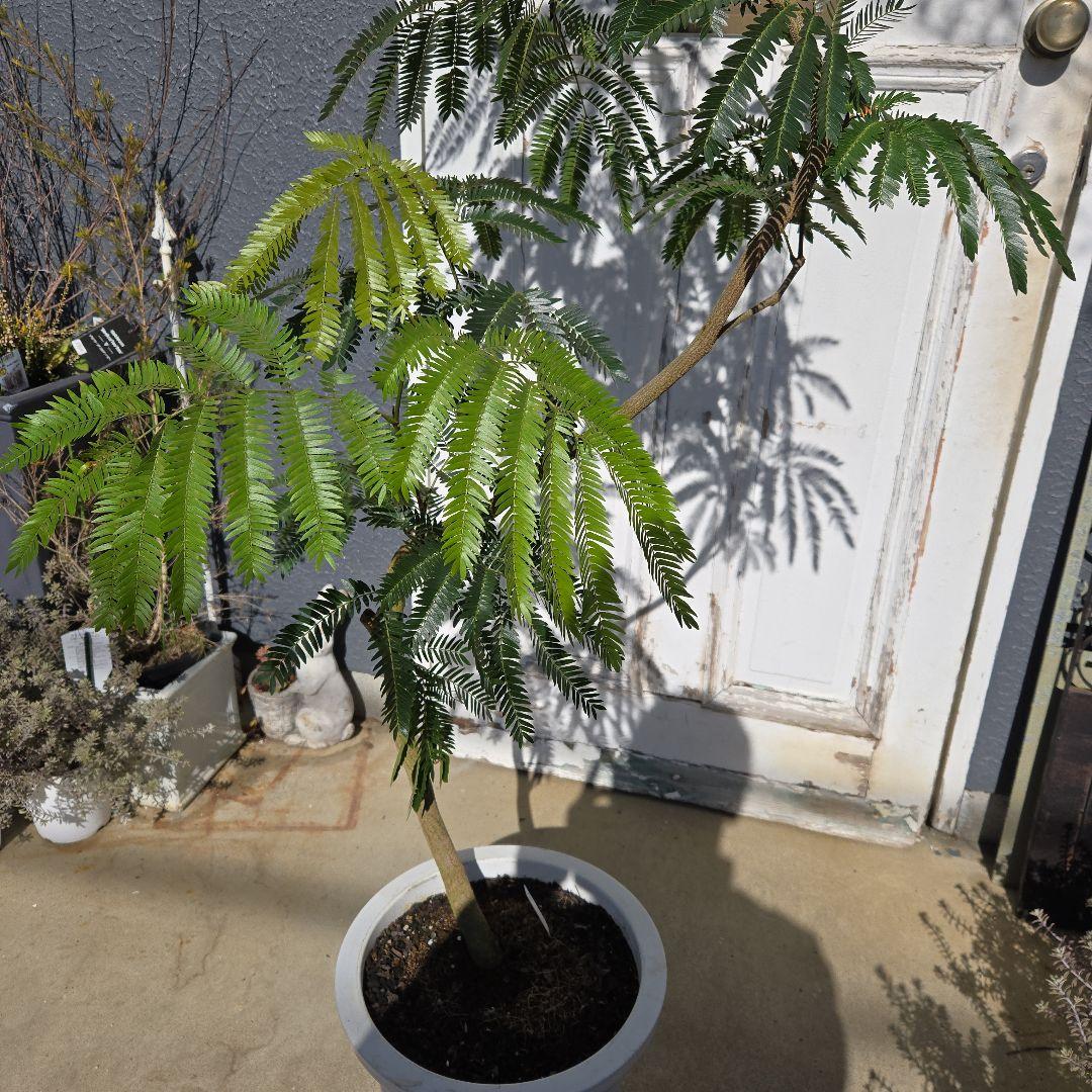 ①　エバーフレッシュ曲がり仕立て　10号　特大苗木最高等級極上品‼️