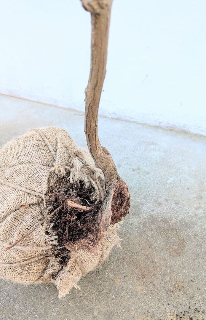 曲線美。山採りネジキ。