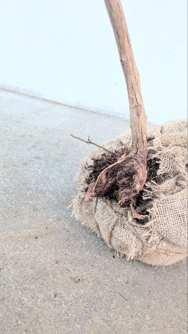 曲線美。山採りネジキ。