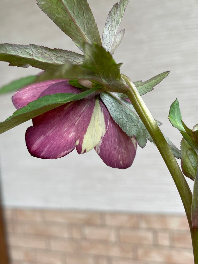 【広瀬園芸】　絞りピンクスポットdd クリスマスローズ　苗