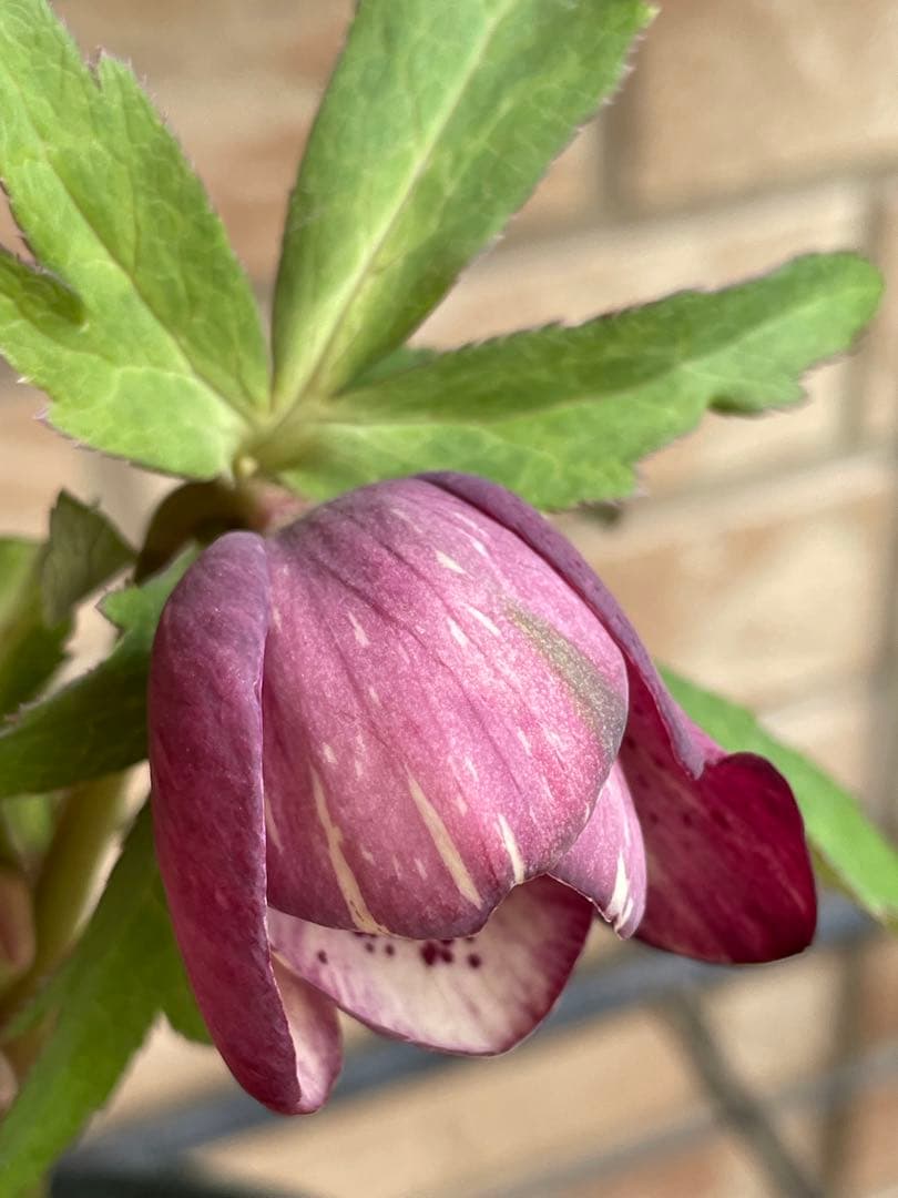 【広瀬園芸】　絞りピンクスポットdd クリスマスローズ　苗