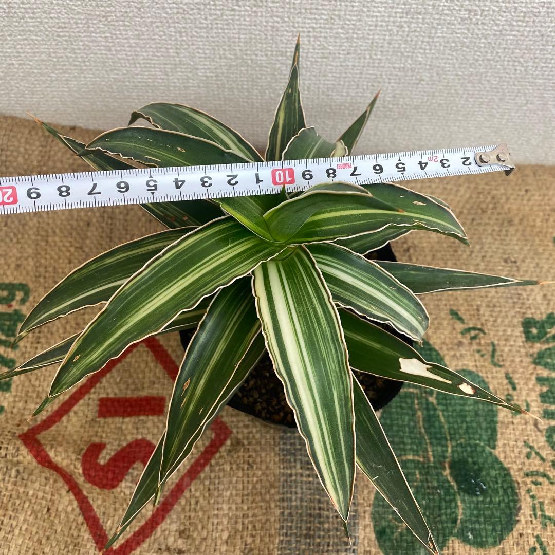 サンスベリア　Lav23251 斑入 Sansevieria Lav23251