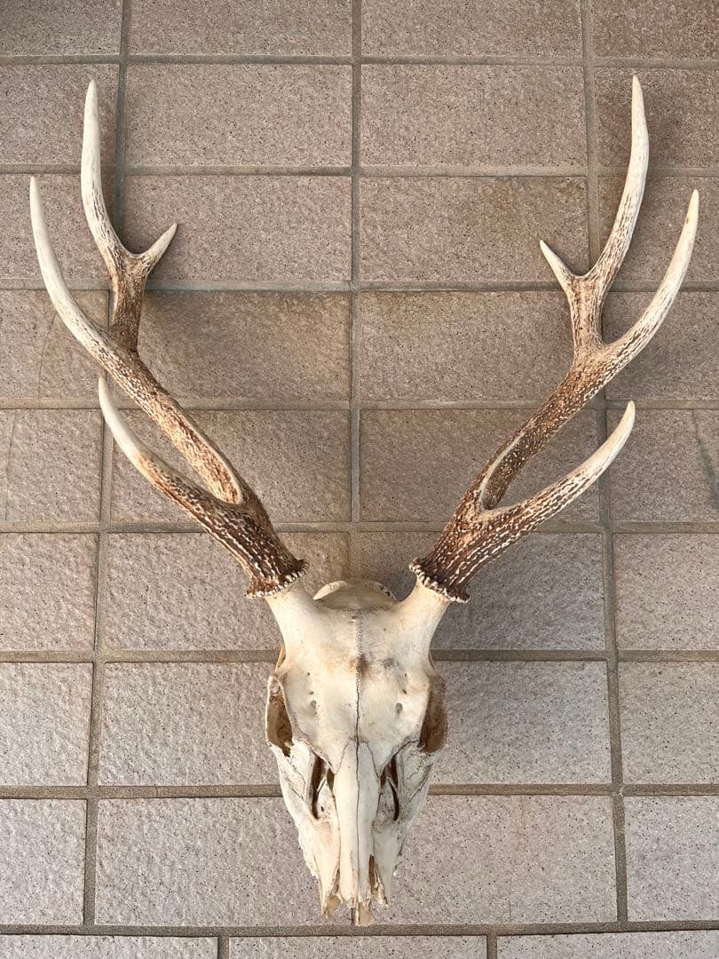 鹿の頭蓋骨　鹿の角　13本　日本鹿