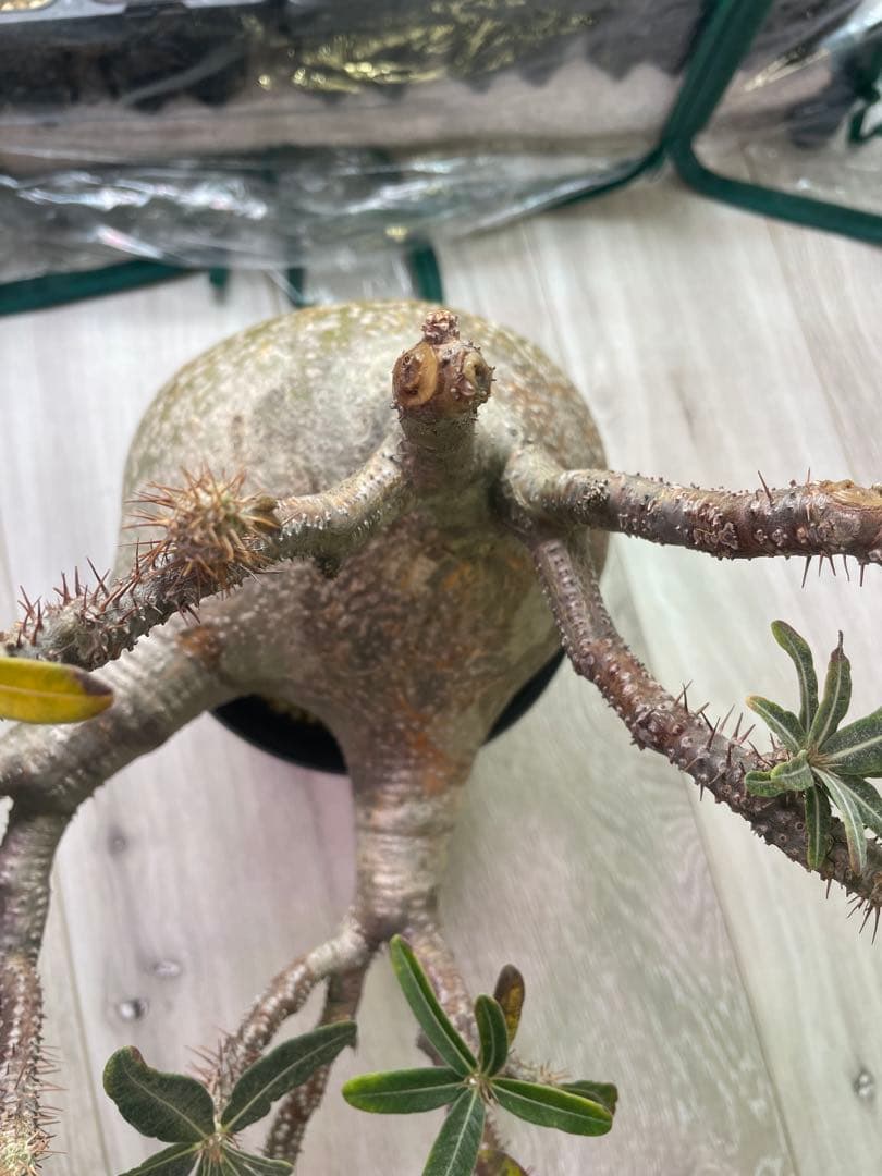 パキポディウムグラキリス　現地球　発根済み