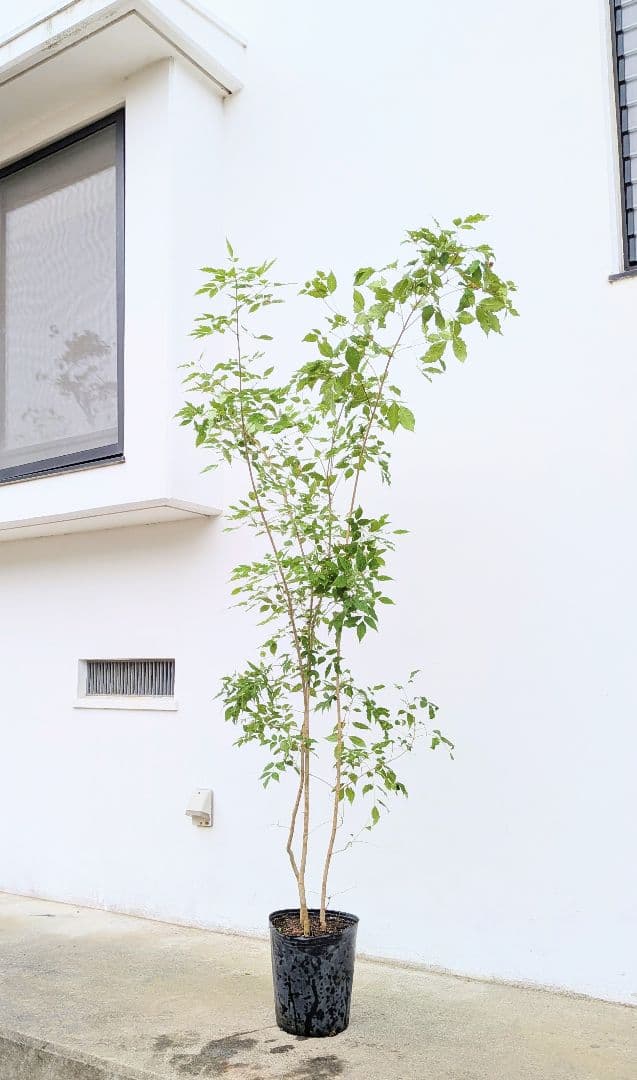 バツグン。アオダモ鉢植え。