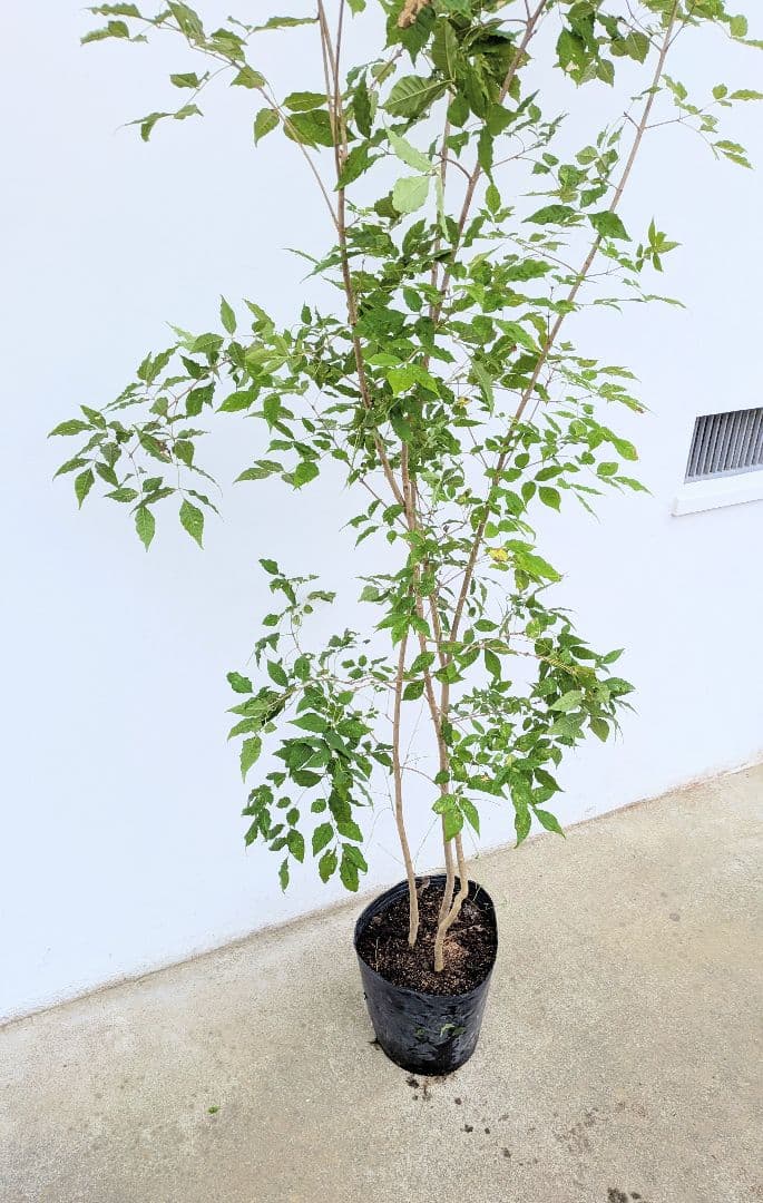 バツグン。アオダモ鉢植え。