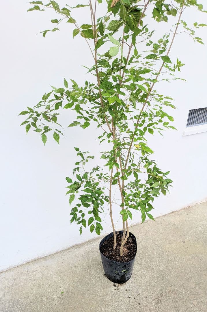 バツグン。アオダモ鉢植え。