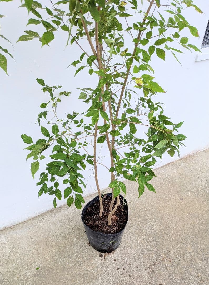 バツグン。アオダモ鉢植え。