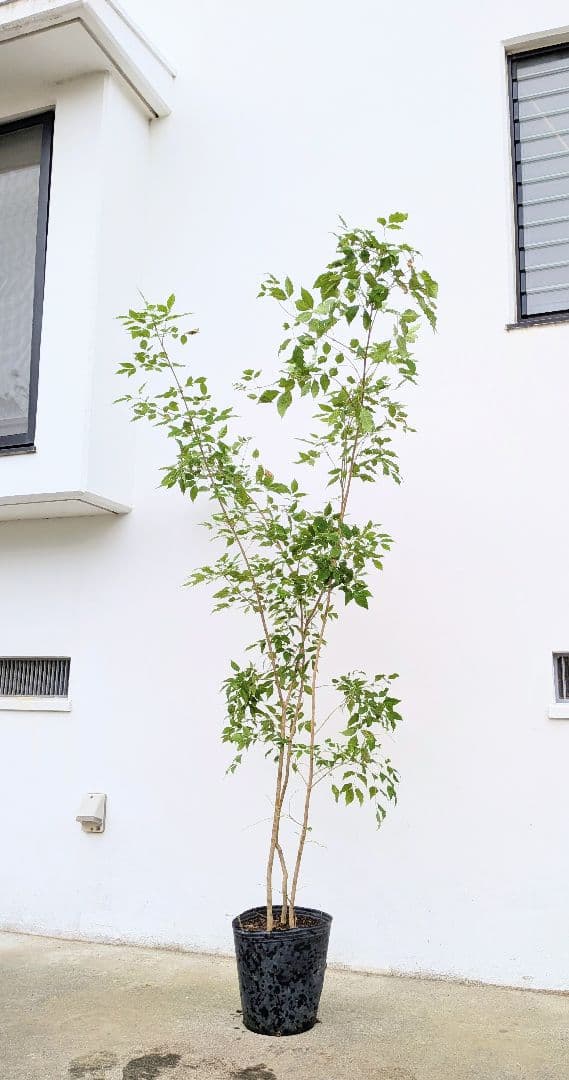 バツグン。アオダモ鉢植え。