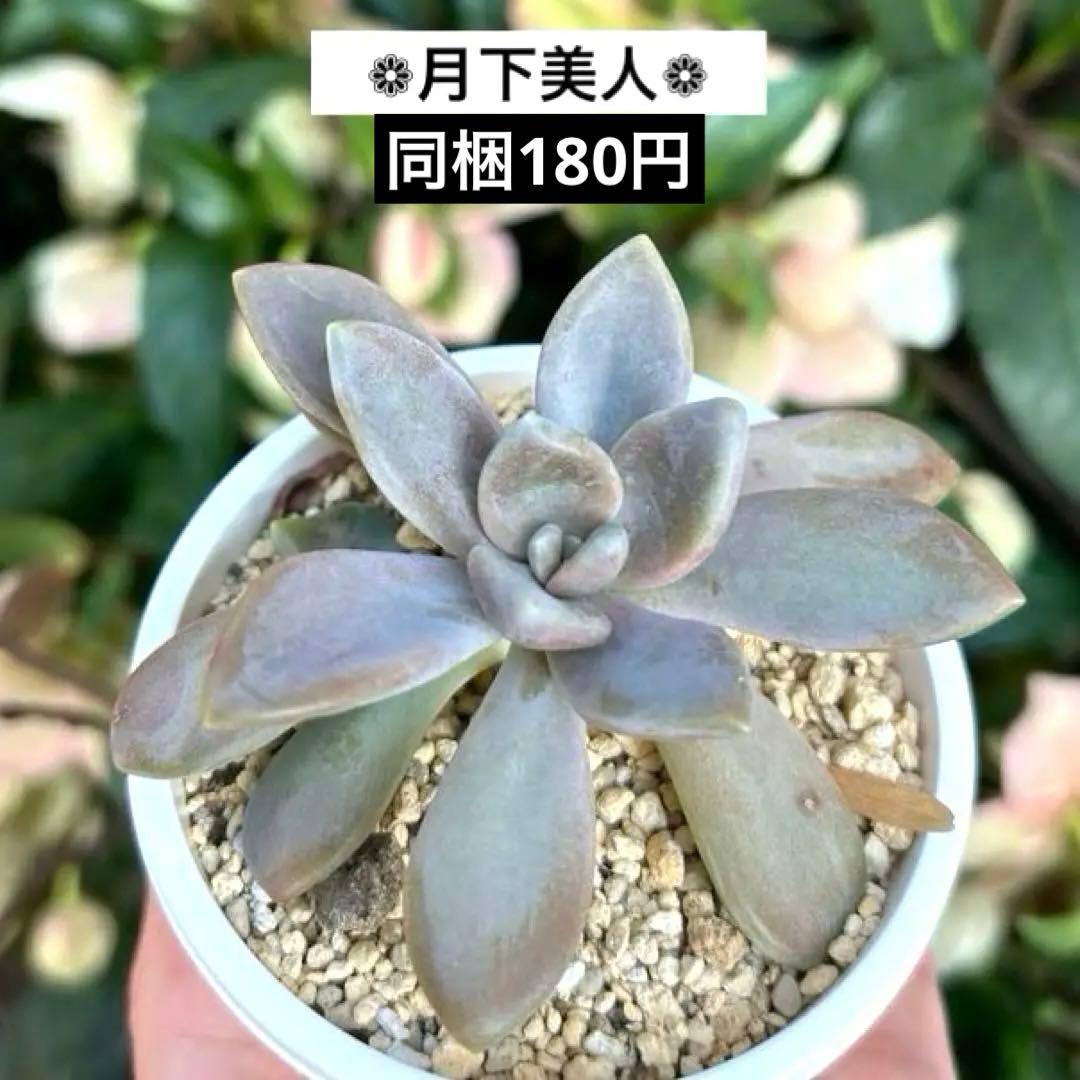 No.380 ❁月下美人❁ 抜き苗 多肉植物 寄せ植え