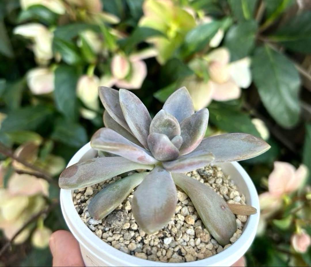 No.380 ❁月下美人❁ 抜き苗 多肉植物 寄せ植え