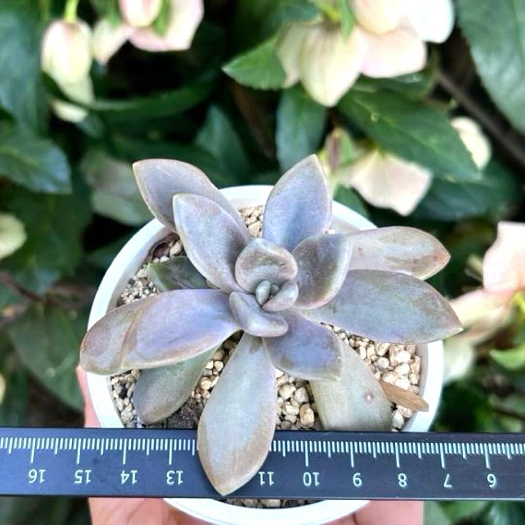 No.380 ❁月下美人❁ 抜き苗 多肉植物 寄せ植え