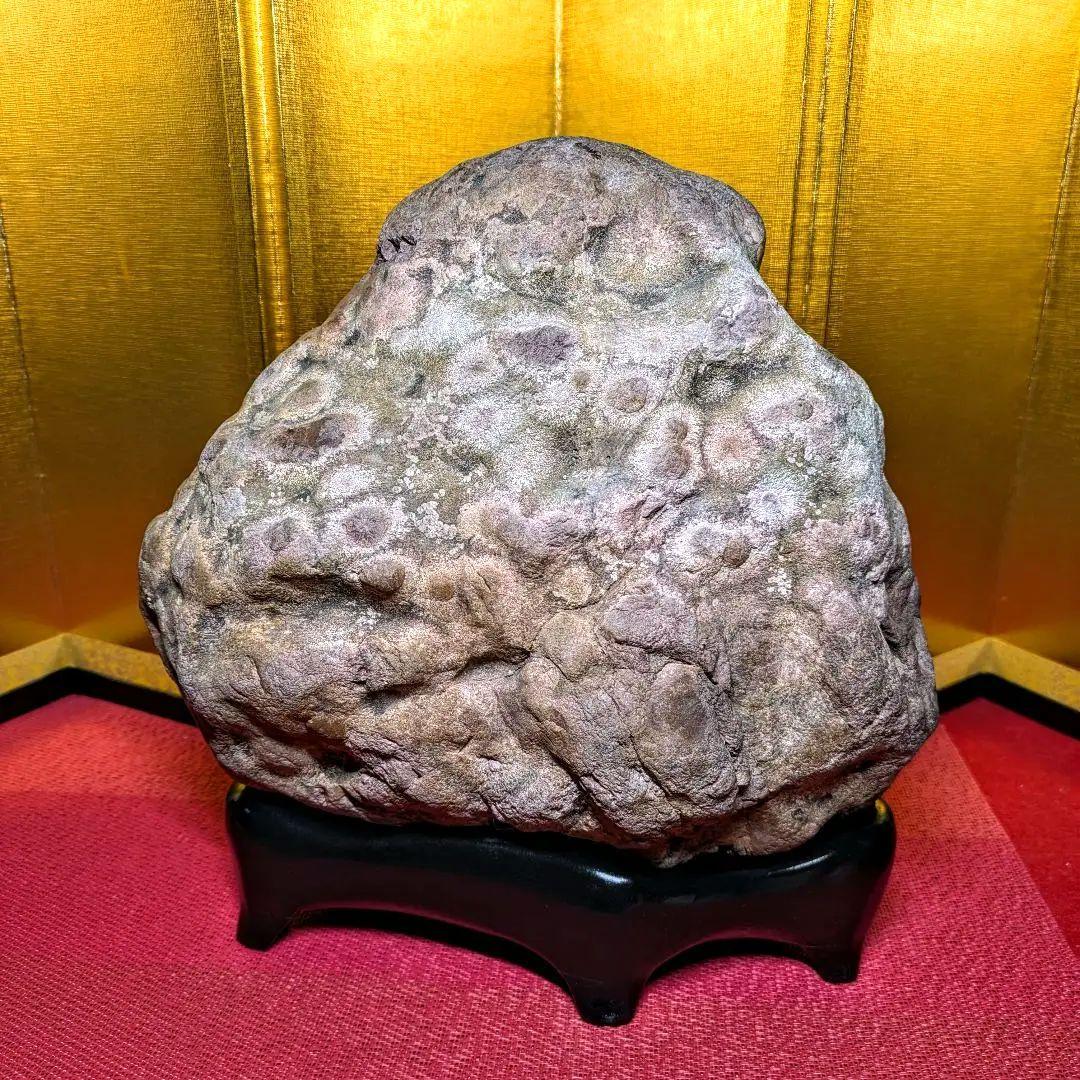 白山菊紋石 7㌔ 希少川ずれ 鑑賞石 観賞石 水石 盆石 天然石 置物 菊花石