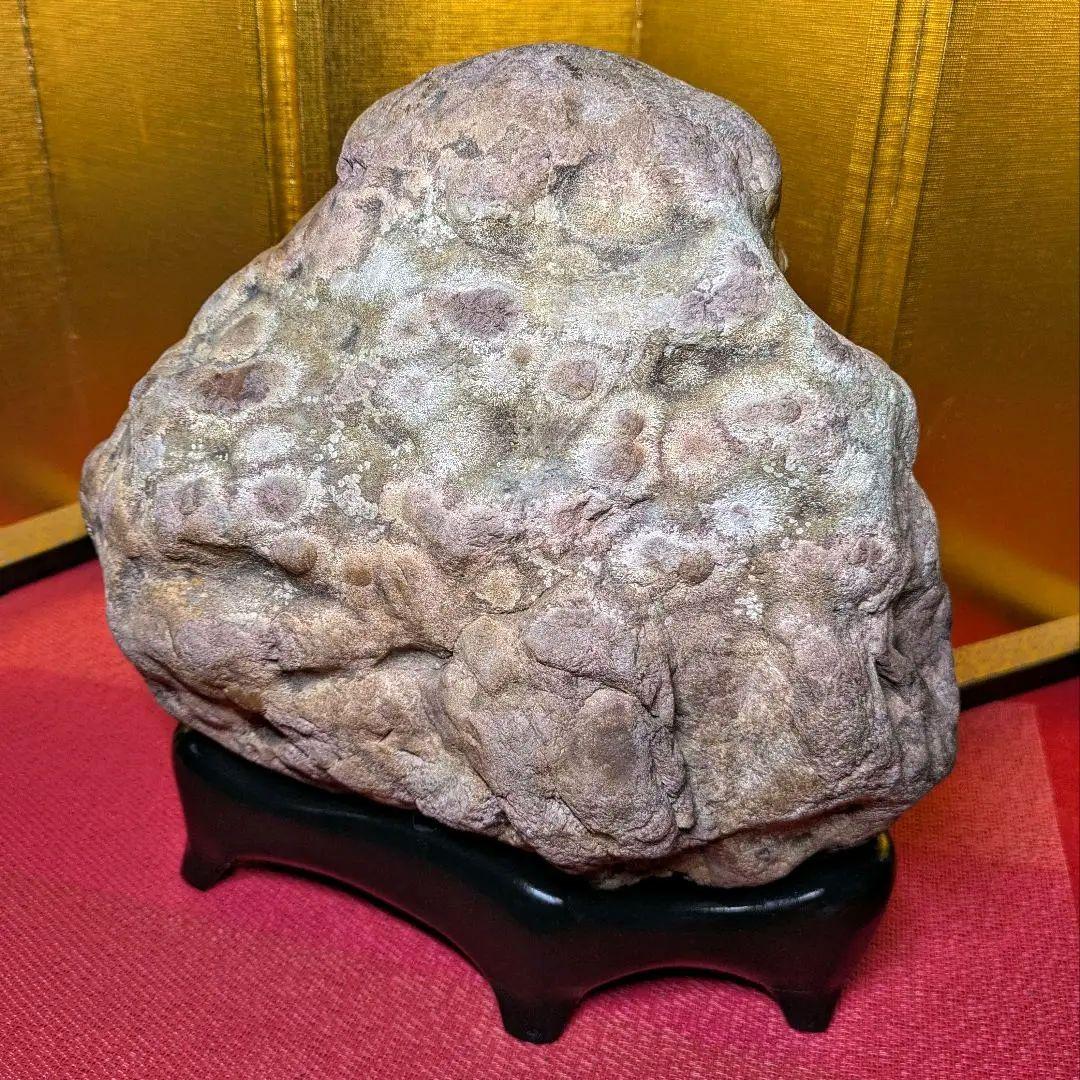 白山菊紋石 7㌔ 希少川ずれ 鑑賞石 観賞石 水石 盆石 天然石 置物 菊花石