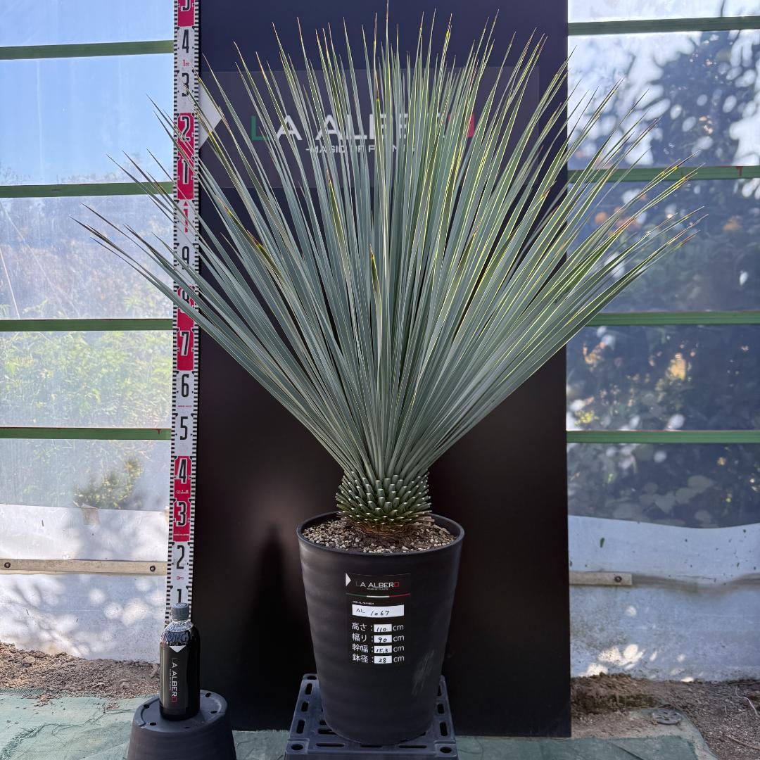 【AL1067】ユッカ　ロストラータ　ランチョブルー　数量限定販売