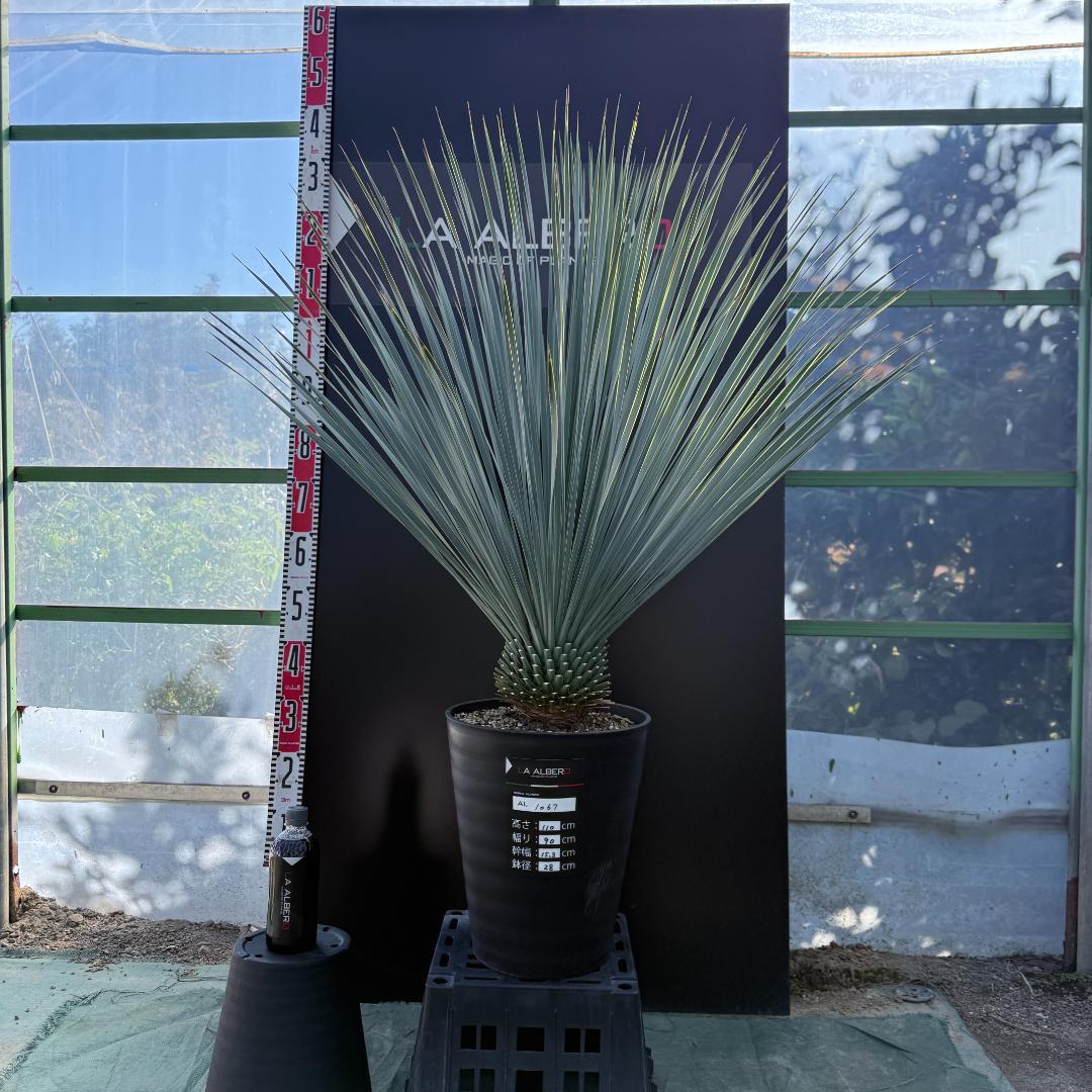 【AL1067】ユッカ　ロストラータ　ランチョブルー　数量限定販売