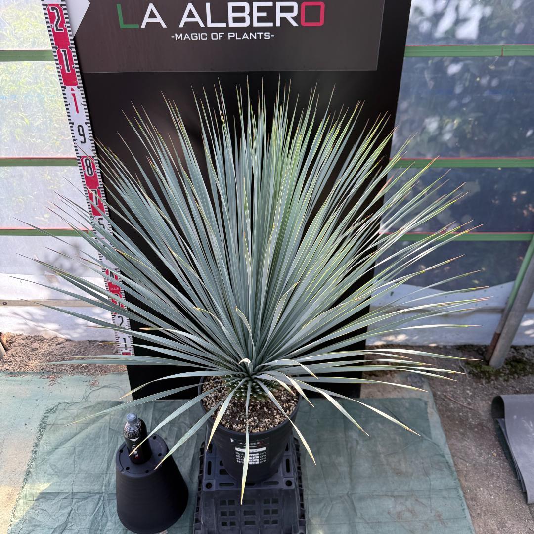 【AL1067】ユッカ　ロストラータ　ランチョブルー　数量限定販売