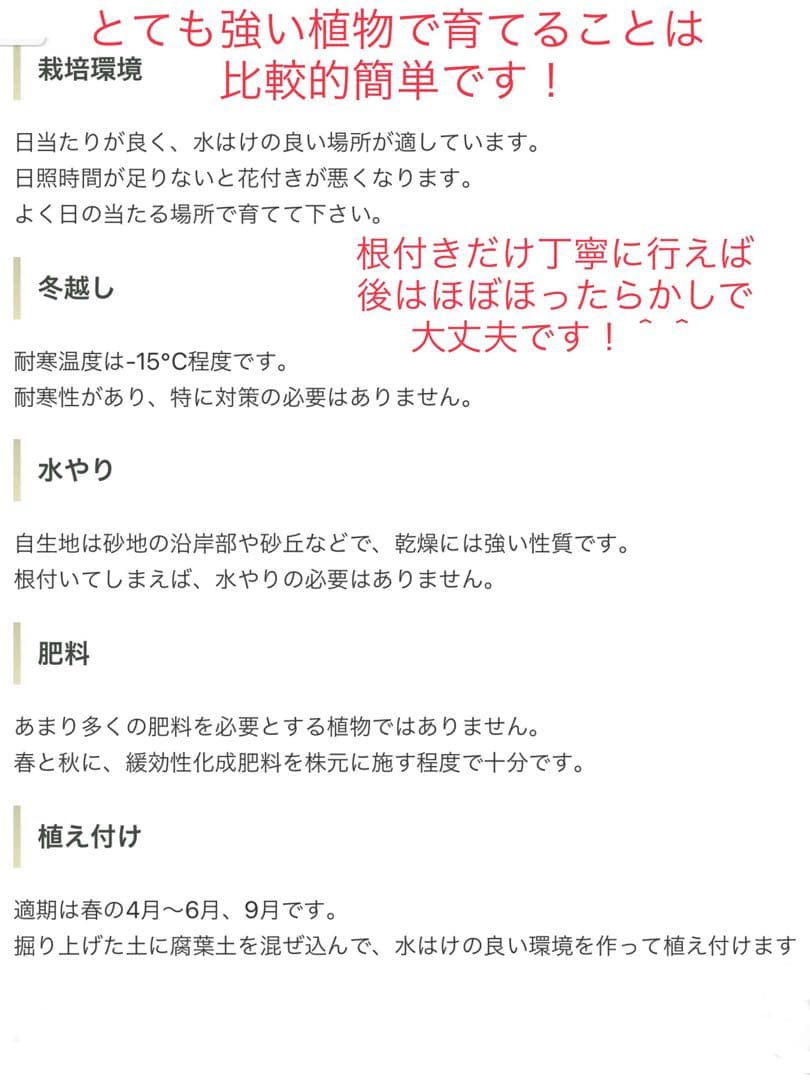 完売　野生化して大変丈夫な【ユッカ グロリオサ/アツバキミガヨラン】子株