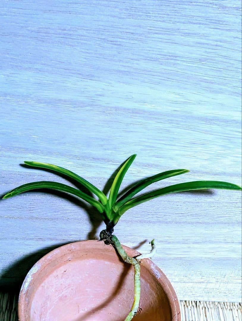 富貴蘭　三浦白牡丹