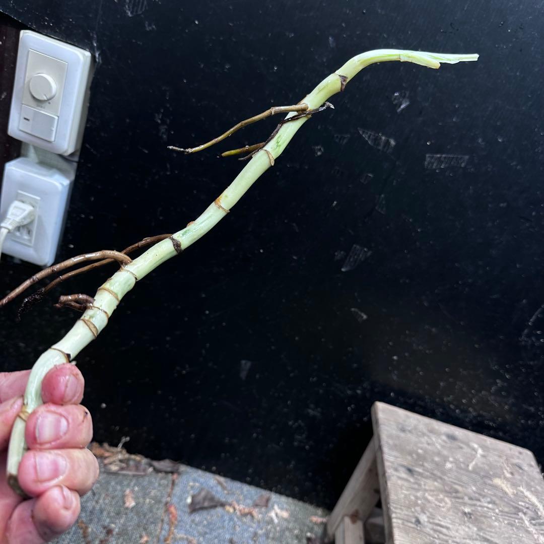 超*✿様 斑入りモンステラホワイトタイガー茎8株おまとめ