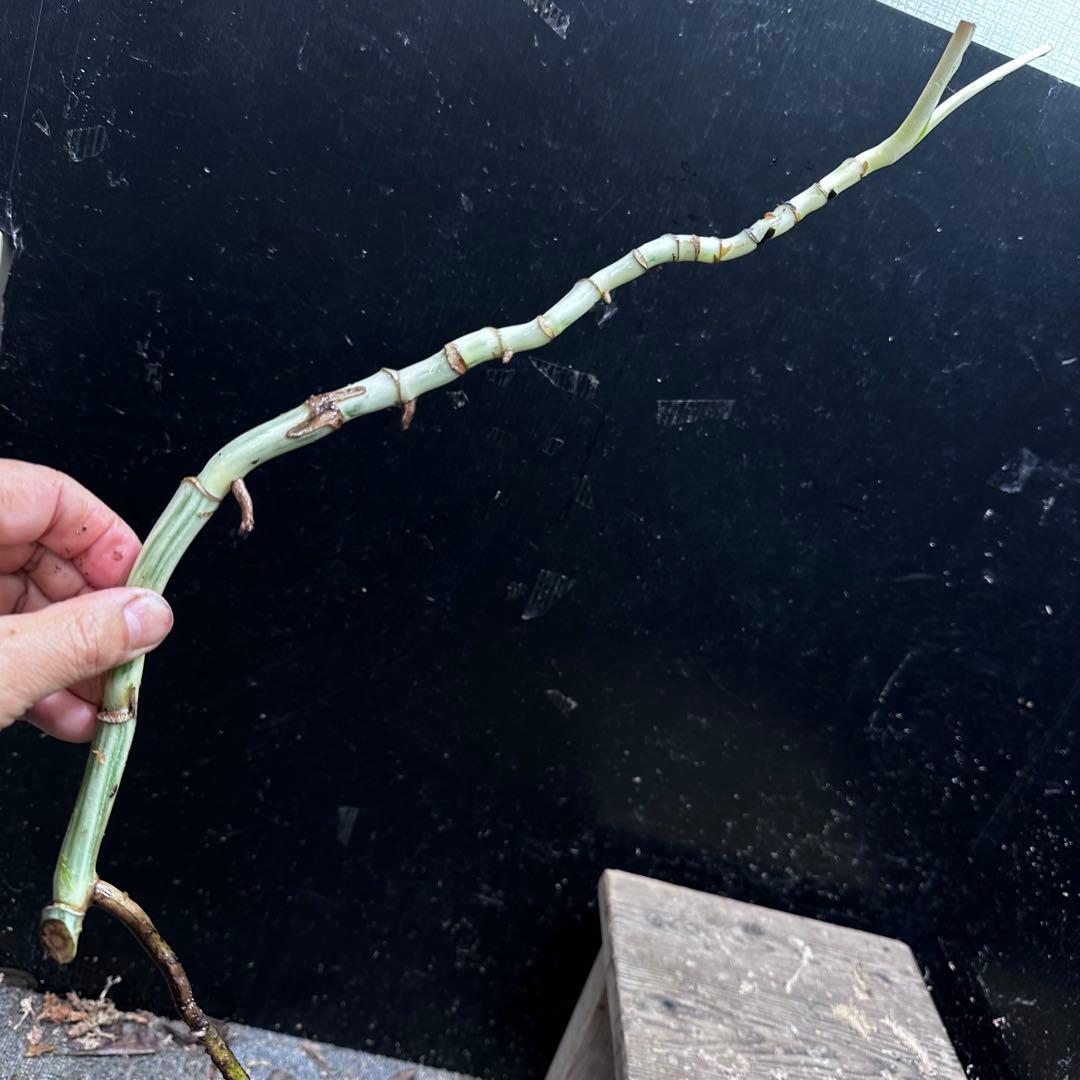 超*✿様 斑入りモンステラホワイトタイガー茎8株おまとめ