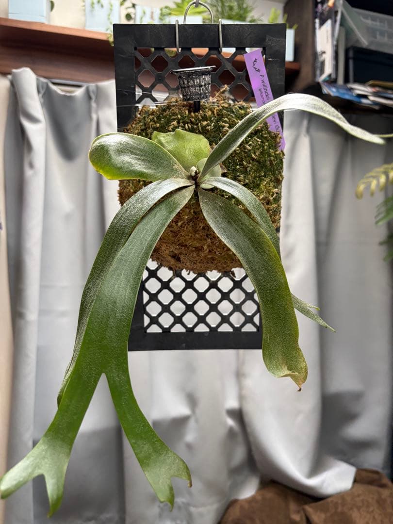 P.willinckii cv.baileyi OC Dwarf ビカクシダ