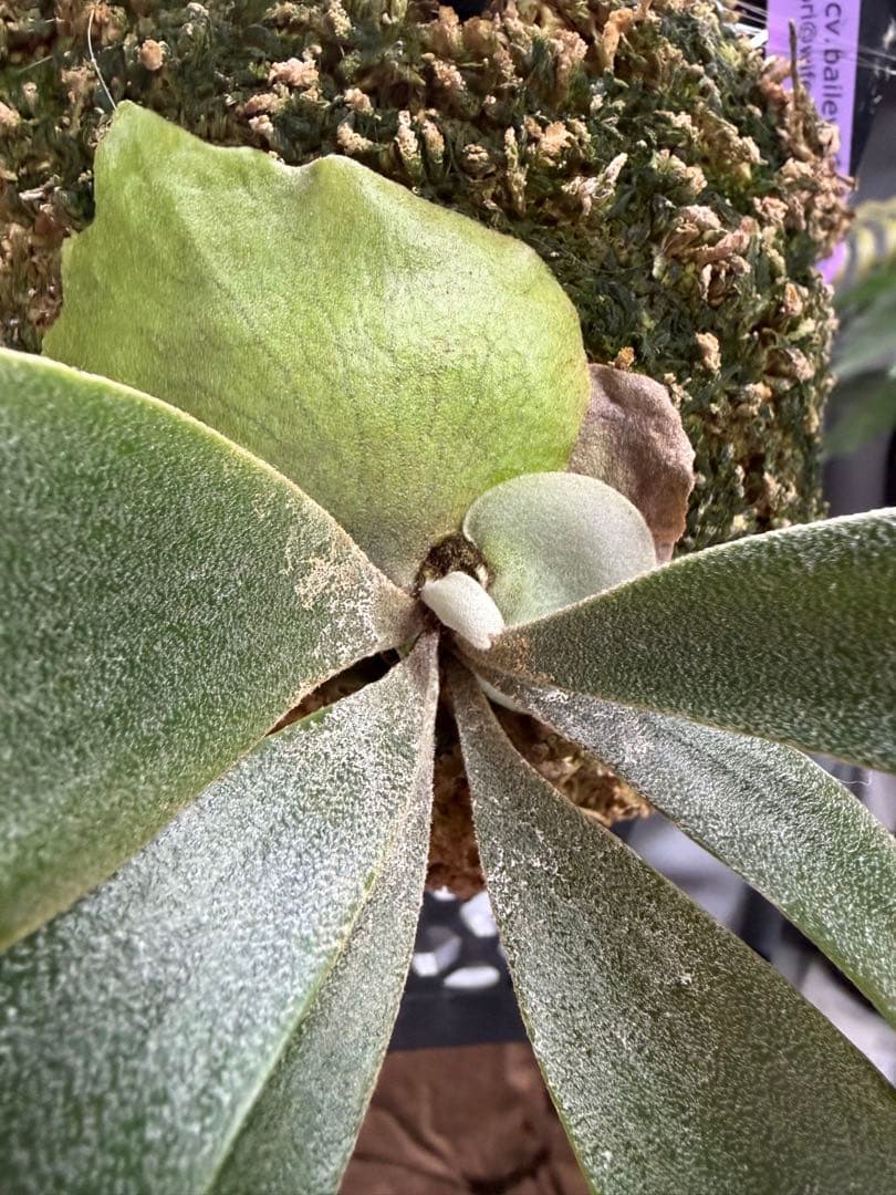 P.willinckii cv.baileyi OC Dwarf ビカクシダ